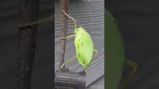 Katydids on 