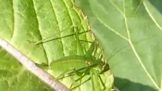 Bus cricket - Leptophyes punctatissima - Grash&uuml;pfer  - Grasshoppers - Runnakrybba - Skord&yacute;r