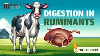 Digestion in Ruminants