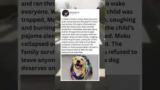 In 2024, in Austin, Texas, Moku was just a quiet rescue dog who followed