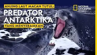 Leopard Seals: Antarctica's Terrifying Predators