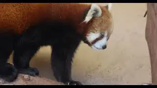 Red Panda Journey