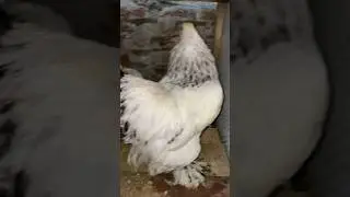 Brahma chicken pet #brahmachicken #brahmaegg #brahmachicks #viral #trending #ytshorts #murga