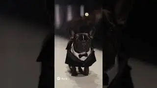 Luxury Pet Fashion Show Short