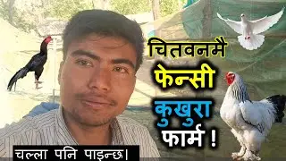 थरिथरिका फेन्सी कुखुरा II Fancy Birds NEPAL II सम्पर्क : 9704731432