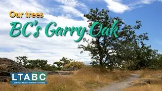 Trees of British Columbia Garry Oak