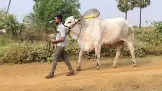 Samarasimha & Veeranarasimha after beta RK Bull's Vetapalem
