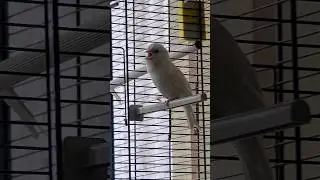 Kanarienvogel gesang 🤍🎵 #birds #canary #kanarienvogel #viral #shorts #short #subscribe