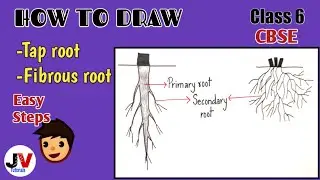 how to draw taproot and fibrous root step by step|tap root system diagram