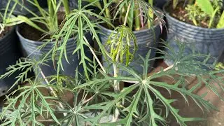  MERTHIOLATE  planta CICATRIZANTE 