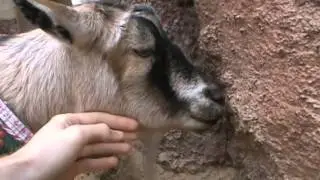 Penny the goat at Big Thunder Ranch