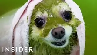 8 Ways To Pamper Your Pet