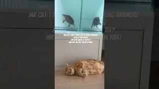 Cat and turtle #cat #turtle  #catvideos  #turtlevideos