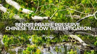 Benoit Prairie Preserve Invasive Chinese Tallow Tree Mitigation