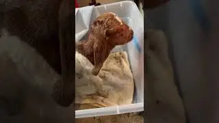 Farmer Friday; Saving a Baby Goat, Computer Problems, Dismantling the Kitchen, Starting the Roof