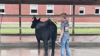 Missouri State Fair: Rural youth showcase their livestock