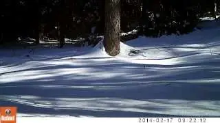 Bobcat Canton, CT trail cam