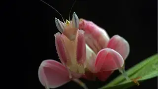 🍂🍃🌸MANTIS EXÓTICAS 🦗 ESPECIES RARAS, COLORES ÚNICOS Y CURIOSIDADES