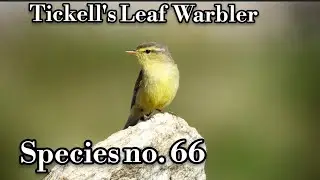 Tickell's Leaf Warbler (Phylloscopus affinis 11 cm) at UT Ladakh 1 month ago video 🤟🤟