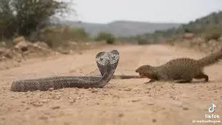 Heated moments between a cobra and a mongoose,watch till the end to see come out alive😱😱😱 