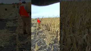 The South Dakota Pheasant Hunt! #gundogs #pheasanthunting #southdakota