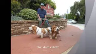 I Love Basset Hounds!!!