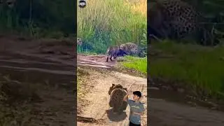 sigung yang malang dipermainkan empat macan tutul #animals #shorts