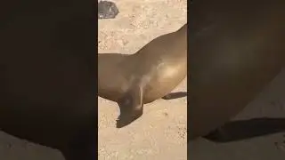 Unexpected Animals Attack