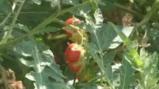 Tomato with spikes with raspberry or wild strawberry flavor