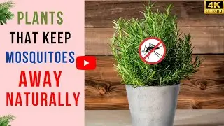 12 Plants That Keep Mosquitoes Away Naturally | Best Bug Repellent Plants