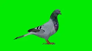 Pigeon Green screen effects || Pigeon Green Screen