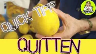 Viele Quitten? Quitten Essig ansetzen, und weitere Ideen