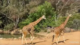 1 canberra zoo 2025