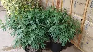 Munky420 Grow along update, Veg room, Outdoor status.