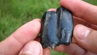 Teleoceras Rhino Molar
