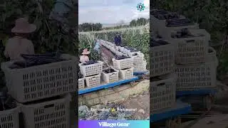 This Eggplant Farm's Got a MINI TRAIN & It's So COOL! 🍆🚂 #farming #eggplant #harvest #cooltech