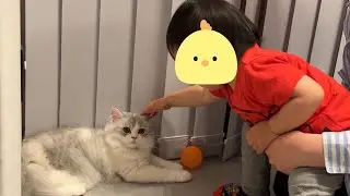 どうしても遊びたい子どもと眠たい子猫のやりとりが可愛すぎる