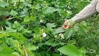 Part 1 wet harvest  September  2024#backyardgardentour #backyard #organic #love #food