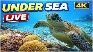 LIVE Underwater 4K | Amazing Sea Turtle Close-Up | Colorful Small Fish! #sea #ocean #nature
