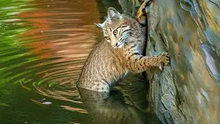Rescue of an Injured Bobcat in the Colorado Wilderness &ndash; A Heartfelt Story of Survival #bobcat