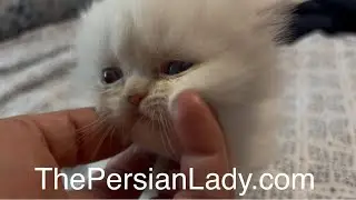 White Flame Point Male at ThePersianLady.com 770-209-2212