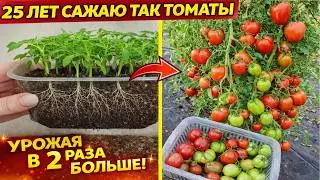 25 лет сажаю томаты таким способом! Рассада всегда низкая, здоровая и урожая в 2 раза больше!