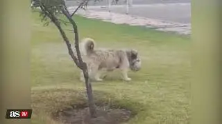 Un perro juega como arquero en un partido de barrio y se hace viral | AS Am&eacute;rica