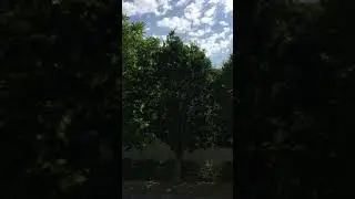 Sessile oak (Quercus petraea) - tree - August 2018