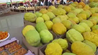 مهرجان الحمضيات الخامس بمحافظة الحريق الجزء الثاني