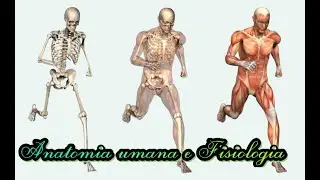 Anatomia e Fisiologia, Il tronco encefalico