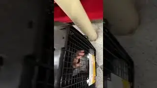 Заперла своего жениха в собачьей клетке в Petco #gnb #shorts