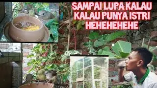 Kasih Makan Burung Baru Dapat//makanan burung Ombyokan#aviarymini #Aviary #Geriya_Peksi #Griya_Peksi