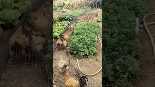 Unique Raising Chicken in Foldable Tunnels #farmingtech @HappyFarm85