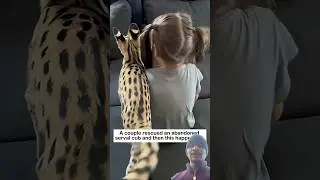 Serval cub rescue #lovestory #animals #wildliferescue #wildlife #rescue #cute #love #servalcats